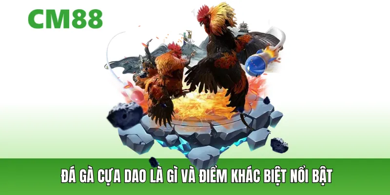 Đá gà cựa dao là gì và điểm khác biệt nổi bật